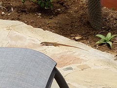 Aspidoscelis maximus