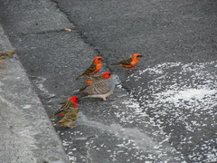 Geopelia striata