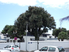 Mangifera indica