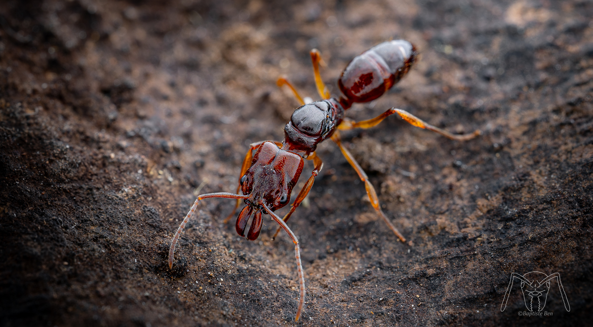 Odontomachus spissus