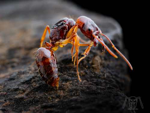 厚大齿猛蚁Odontomachus spissus