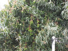 Mangifera indica