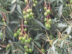 Mangifera indica