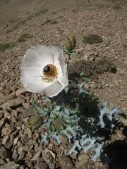 Argemone hunnemannii