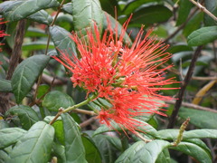Combretum constrictum