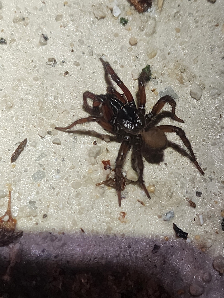 Atypoides hadros