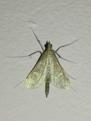 Dolicharthria punctalis