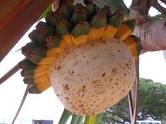 Pandanus utilis