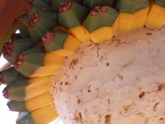 Pandanus utilis