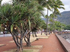 Pandanus utilis