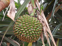 Pandanus utilis