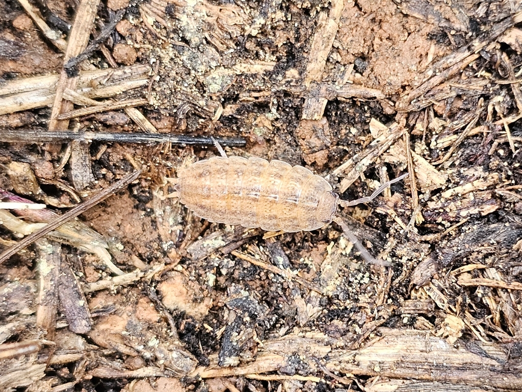 Porcellionides lucasioides