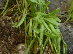 Pinguicula longifolia
