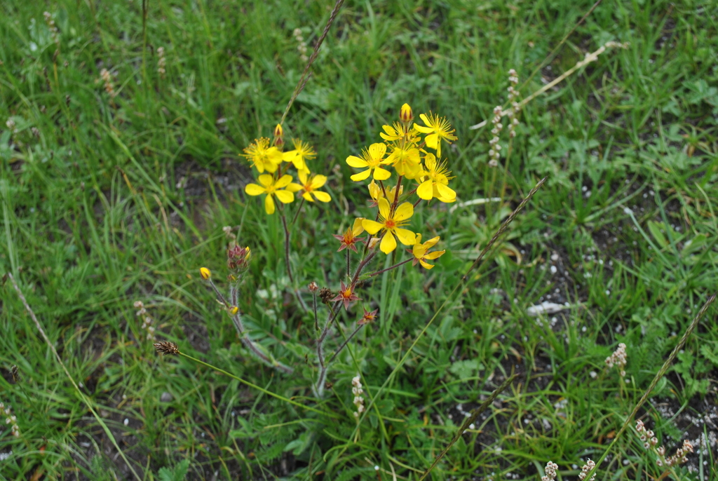 Spenceria ramalana