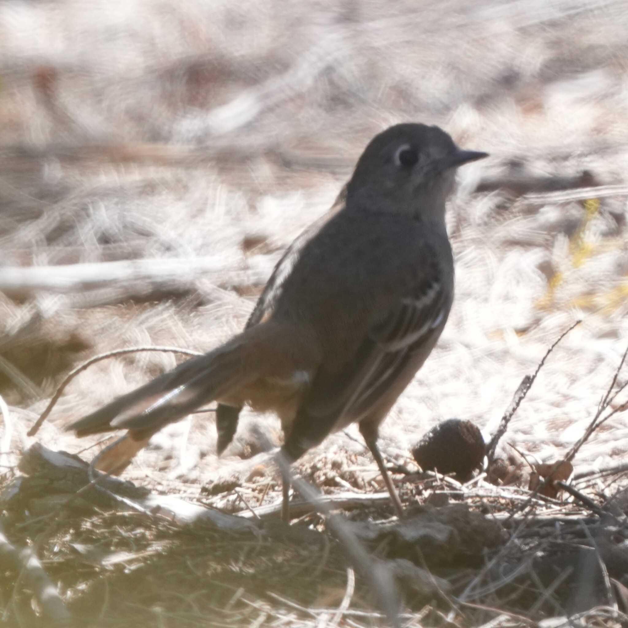 Southern Scrub Robin (Drymodes brunneopygia), photo 9