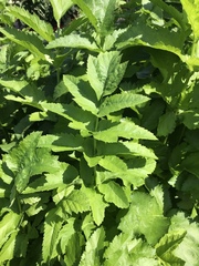 Pastinaca