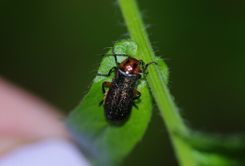 Two-lined Leatherwing photo 5