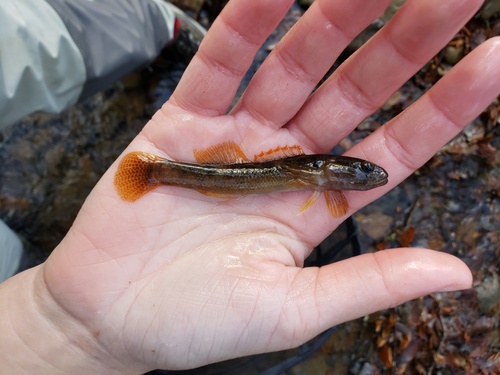 Fantail darter (Etheostoma flabellare) — Percidae — 3