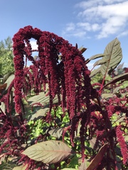 Amaranthus hybridus