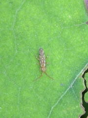 Orchesella flavescens