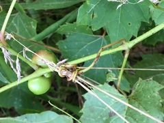 Ampelomyia vitispomum