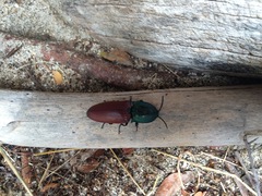 Chalcolepidius rubripennis