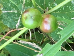 Ampelomyia vitispomum