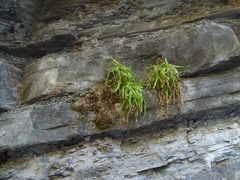 Pinguicula longifolia