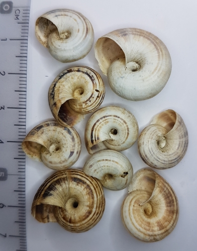 Xerosecta arigonis