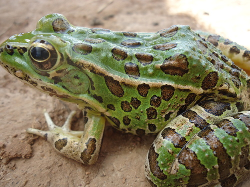 showy leopard frog