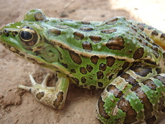 Lithobates spectabilis