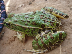 Lithobates spectabilis