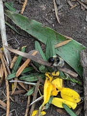 Bombus rufocinctus