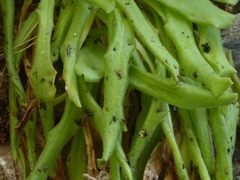 Pinguicula longifolia