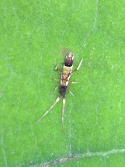 Orchesella flavescens