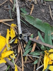 Bombus rufocinctus