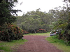 Rhododendron simsii