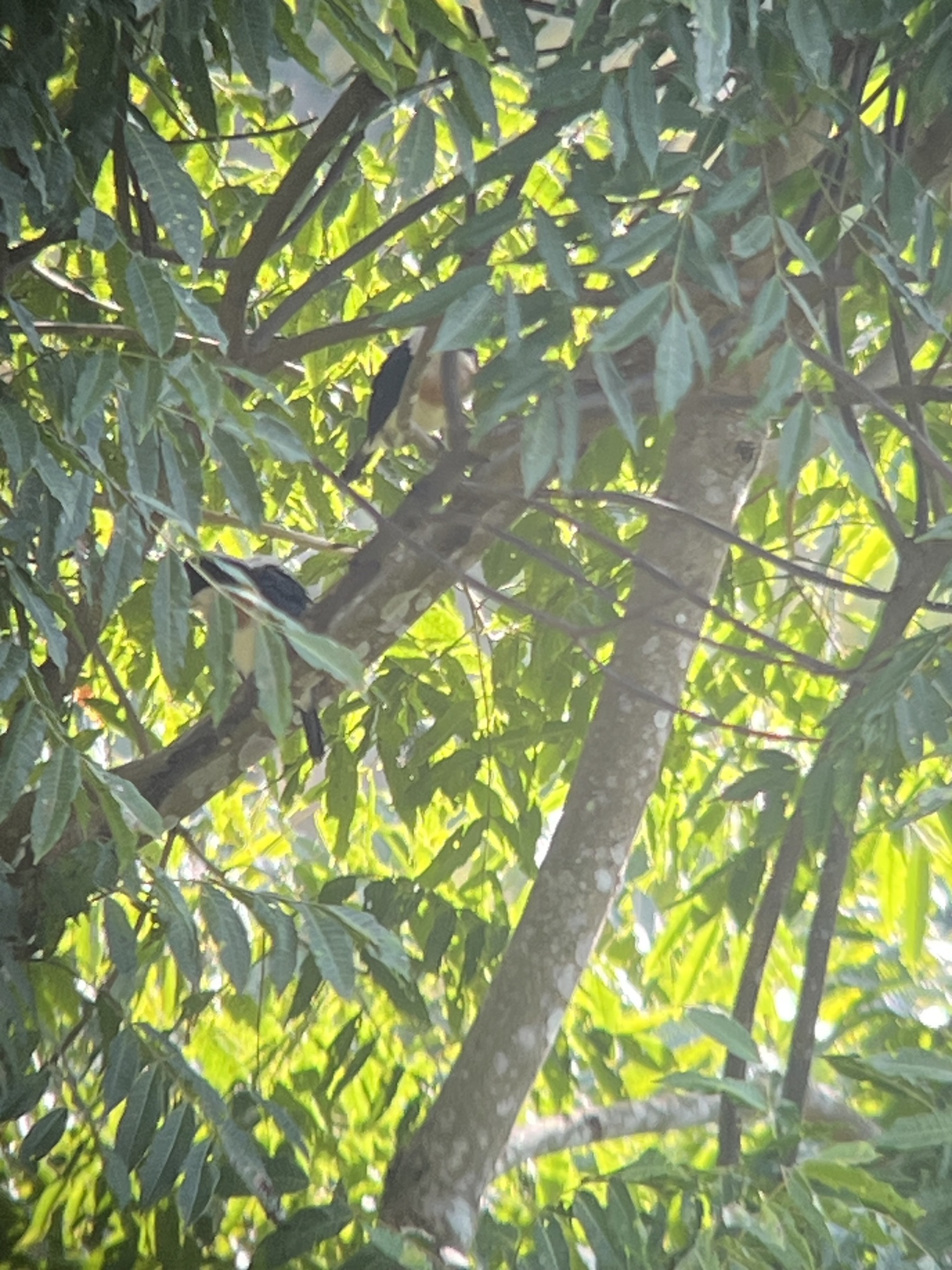 White-mantled Barbet (Capito hypoleucus), photo 3