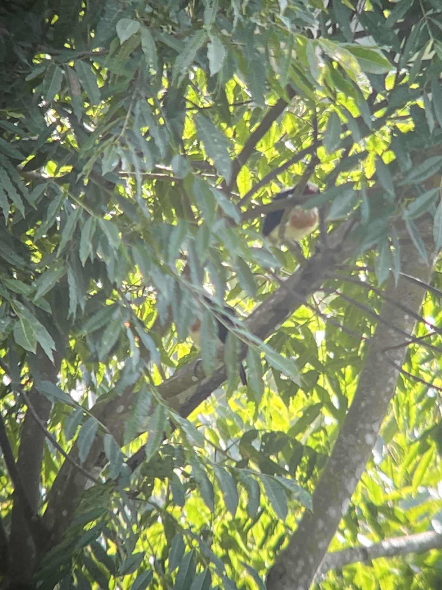 White-mantled Barbet (Capito hypoleucus), photo 4