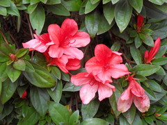 Rhododendron simsii