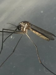Wyeomyia mitchellii