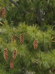 Pinus wallichiana