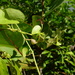 Aristolochia leptosticta - Photo (c) Guillaume viscardi, some rights reserved (CC BY-NC), uploaded by Guillaume viscardi