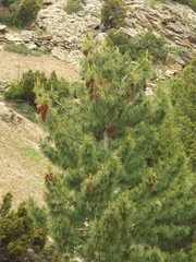 Pinus wallichiana