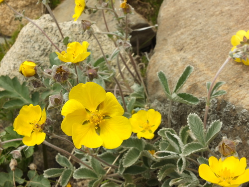 Potentilla argyrophylla, photograph 2
