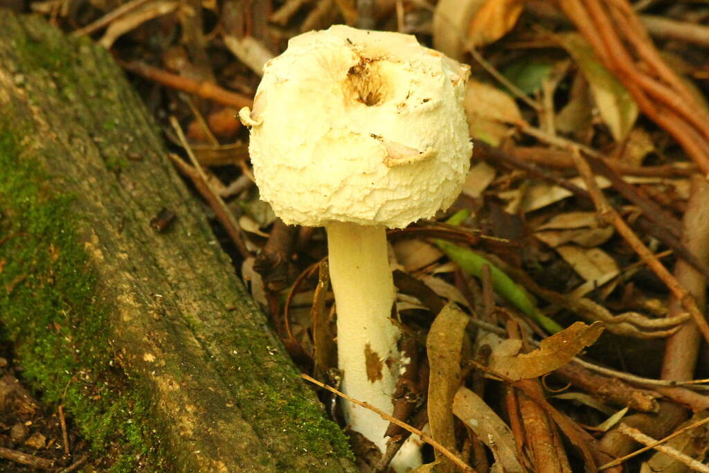 Chlorophyllum nothorhacodes · April 2025 · photo: © cbrandis (iNaturalist, cc0)