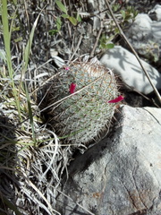 Mammillaria haageana haageana