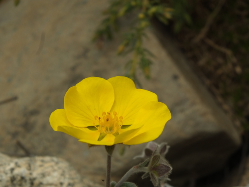 Potentilla argyrophylla, photograph 1