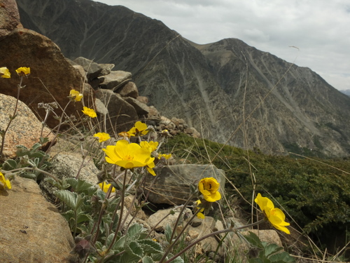Potentilla argyrophylla, photograph 3