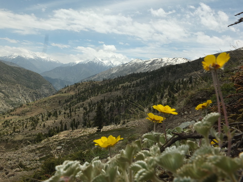 Potentilla argyrophylla, photograph 4